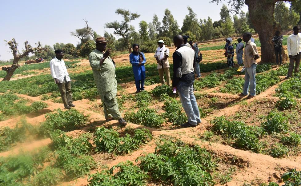 Gruppe von jungen Männern auf einem Gemüse-Demonstrationsfeldern