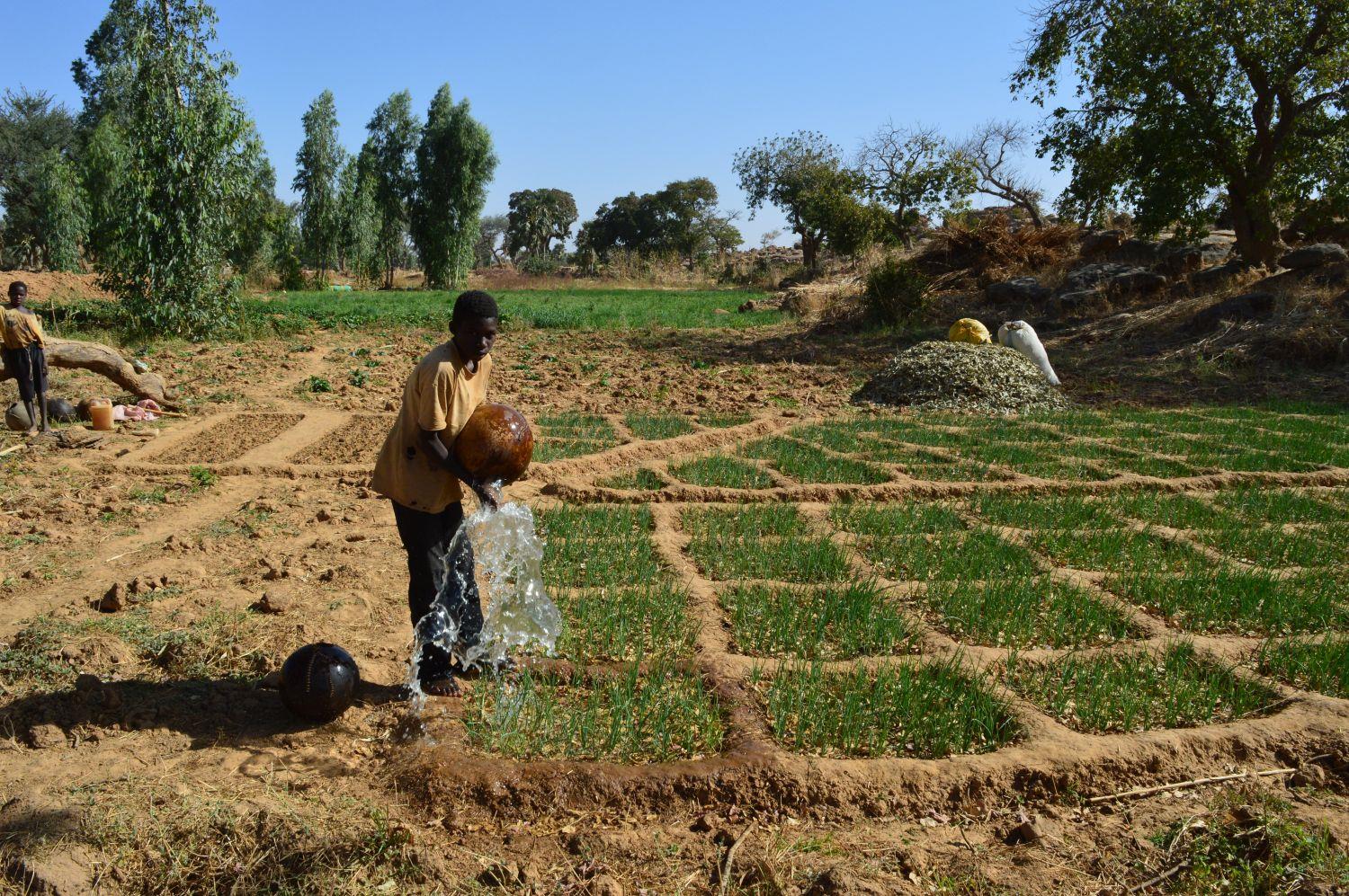 Aufgrund des Klimawandels werden in Mali angepasste Anbaumethoden eingesetzt.