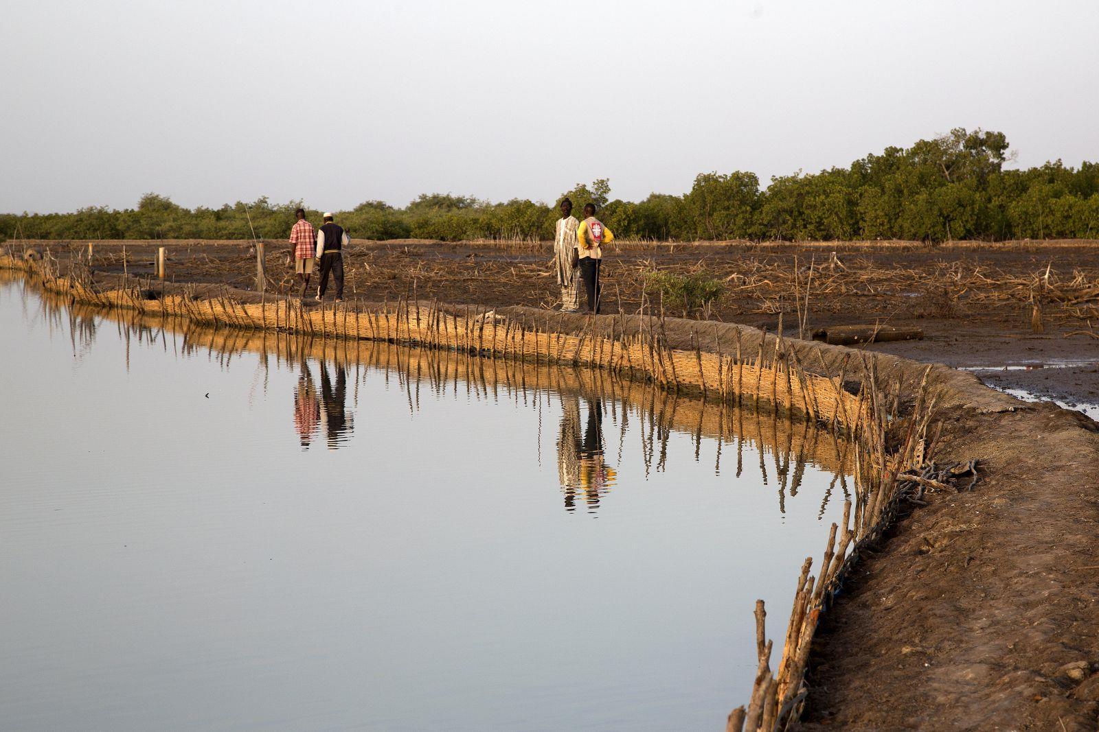 Senegal: Fischteichbewirtschaftung durch Deichbau - ein Deich trennt das salzige Wasser der Flussmündung vom Watt mit den Mangroven.