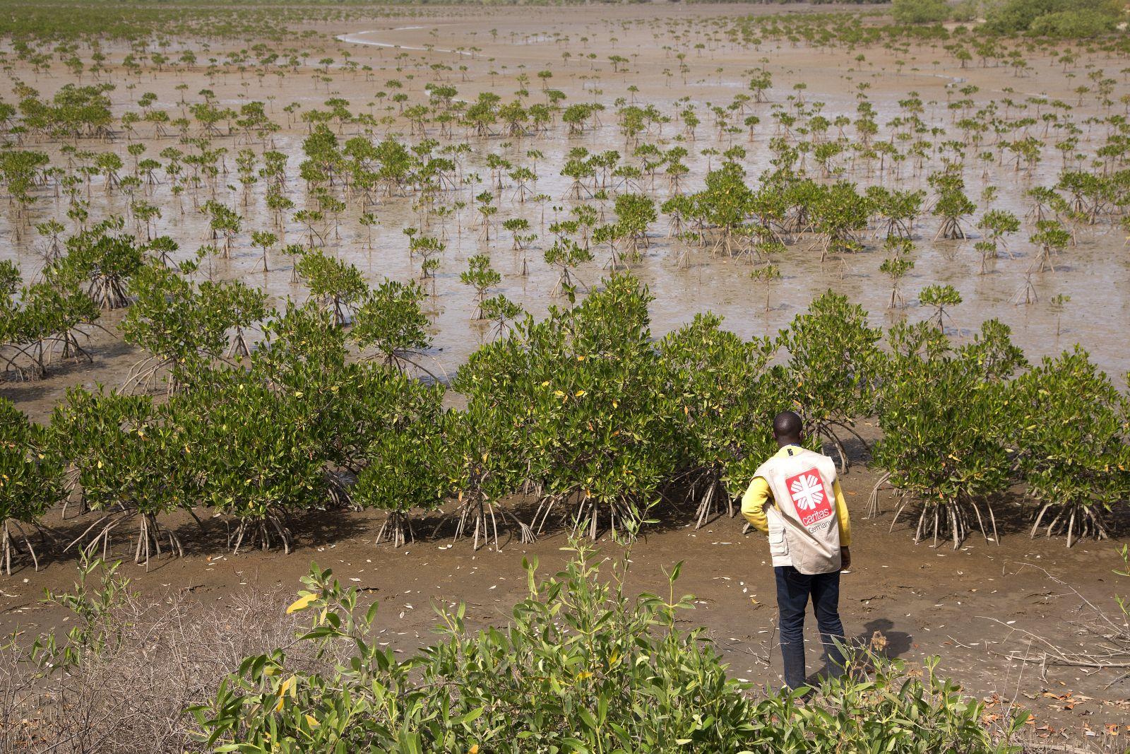 Senegal: Mangroven Aufforstung Kaguitte