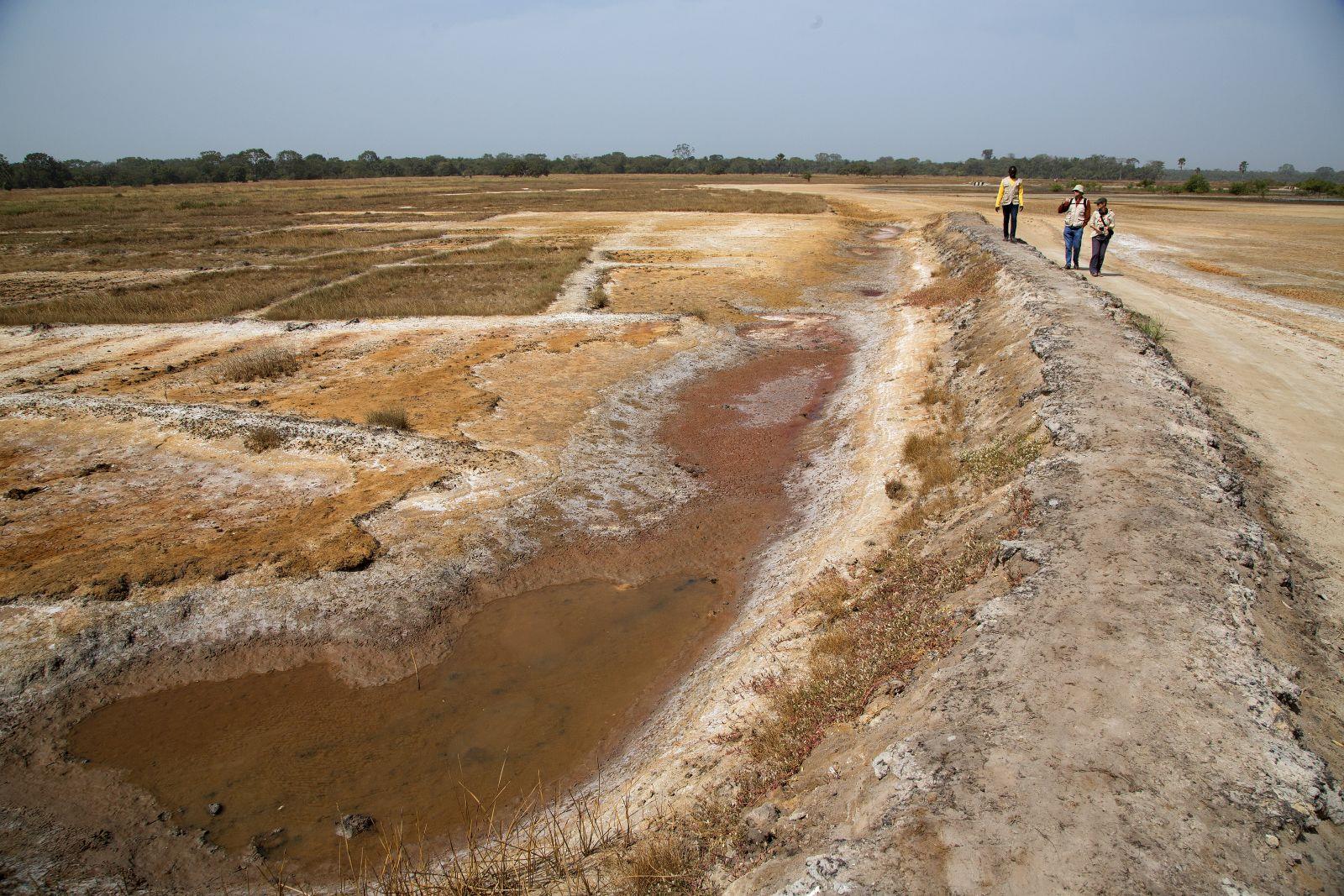 Senegal: Youtou - veralzene Reisfelder