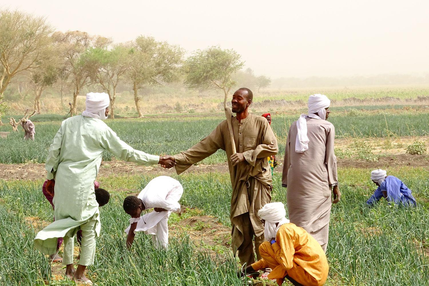 An der Grenze zur zentralafrikanischen Republik wird Solidarität großgeschrieben. Mithilfe von Spenden kümmert sich die Caritas um ankommende Flüchtlinge – sie können die Felder gemeinsam mit den Menschen aus dem Tschad bewirtschaften.