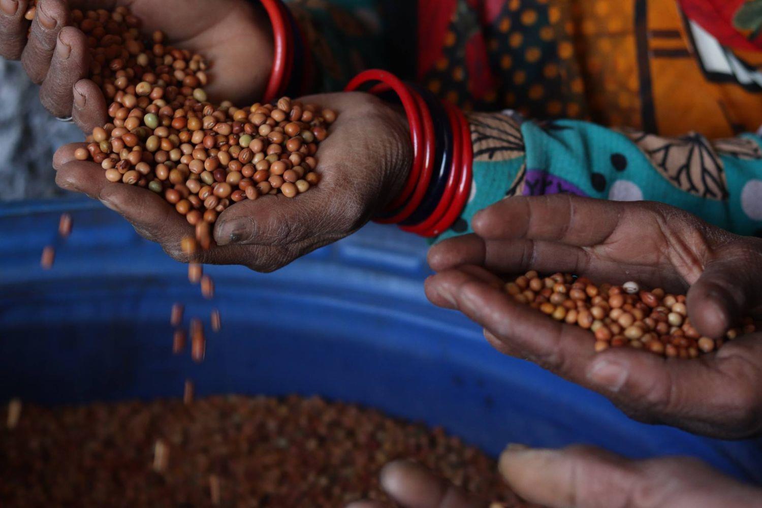 In Indien leiden die Menschen infolge des Klimawandels unter Ernteeinbußen