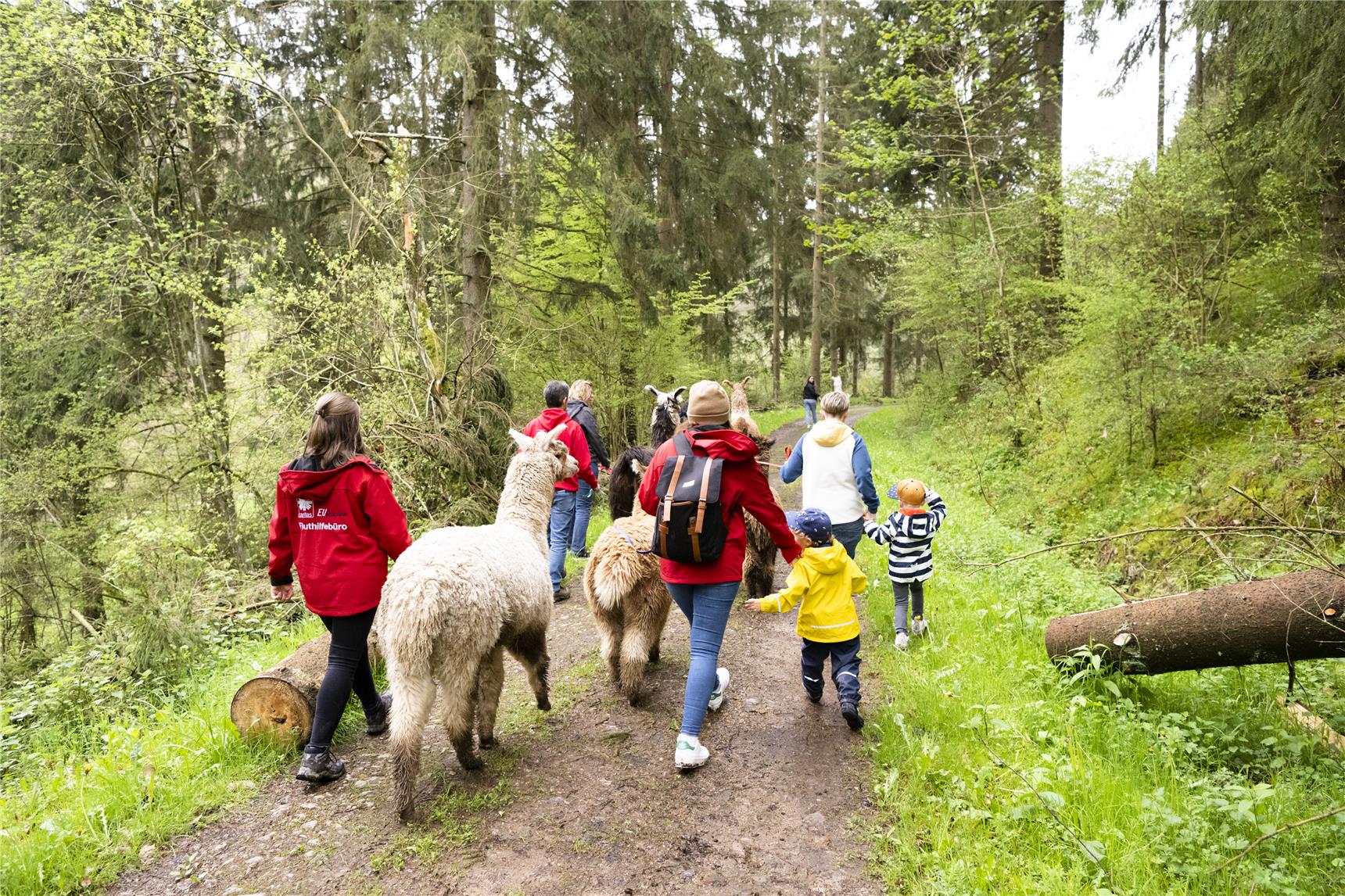 Gruppe läuft mit Alpakas durch den Wald