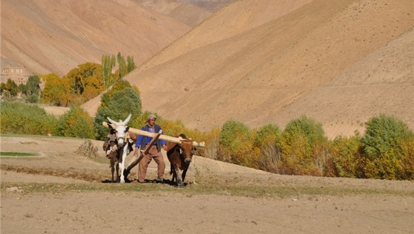 Mann auf einem Feld in Afghanistan Mann auf einem Feld in Afghanistan