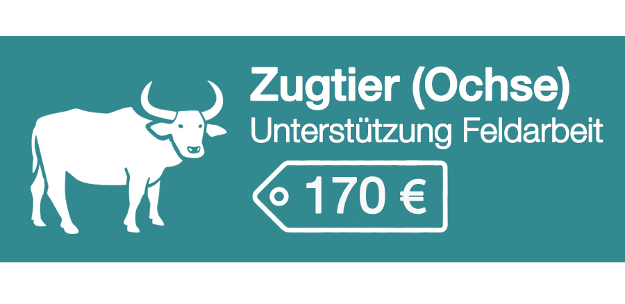 170 Euro kostet ein Ochse, der eine Familie bei der Feldarbeit als Zugtier unterstützen kann.