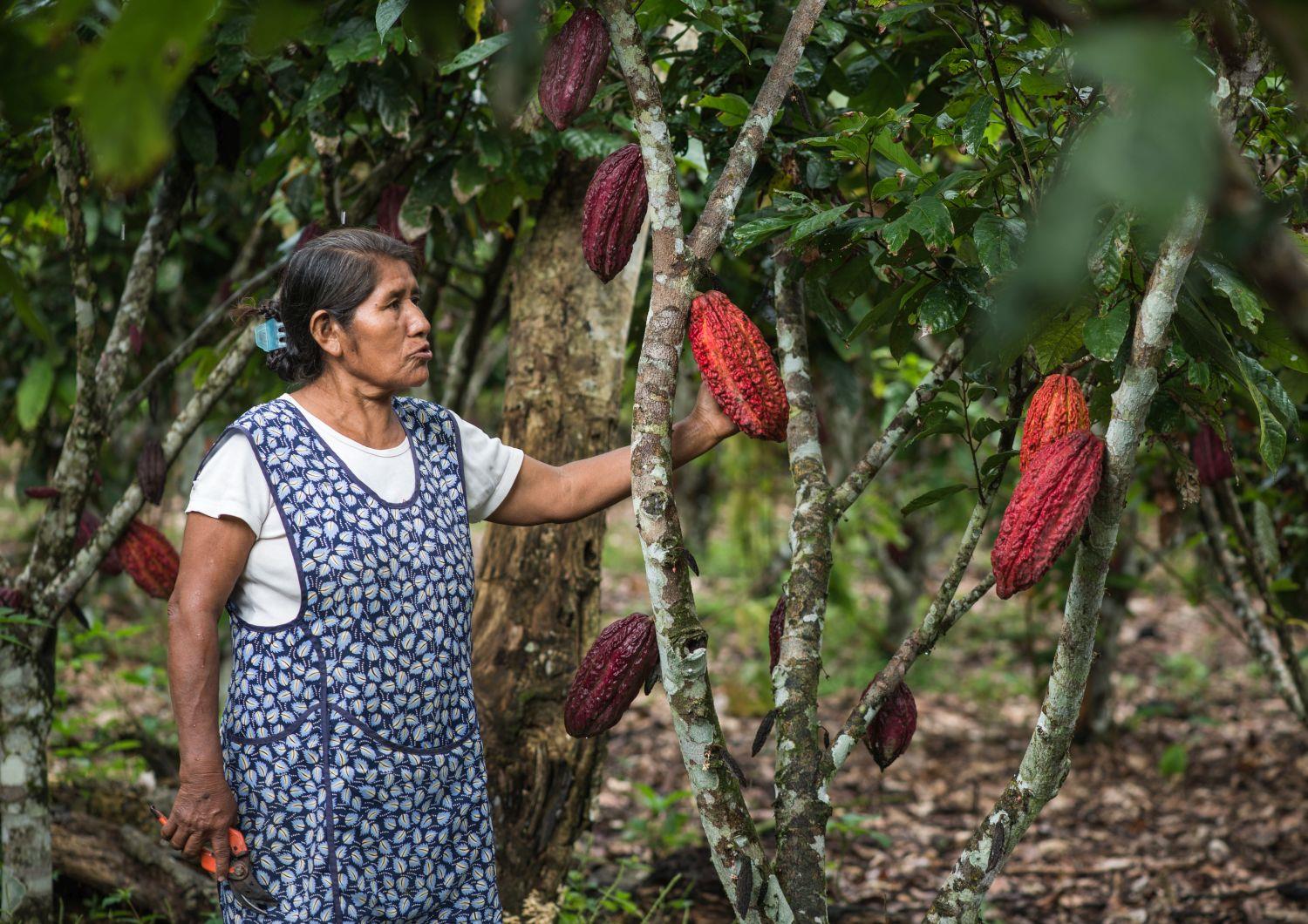 Alejandrina Mamani mit einer Kakaofrucht