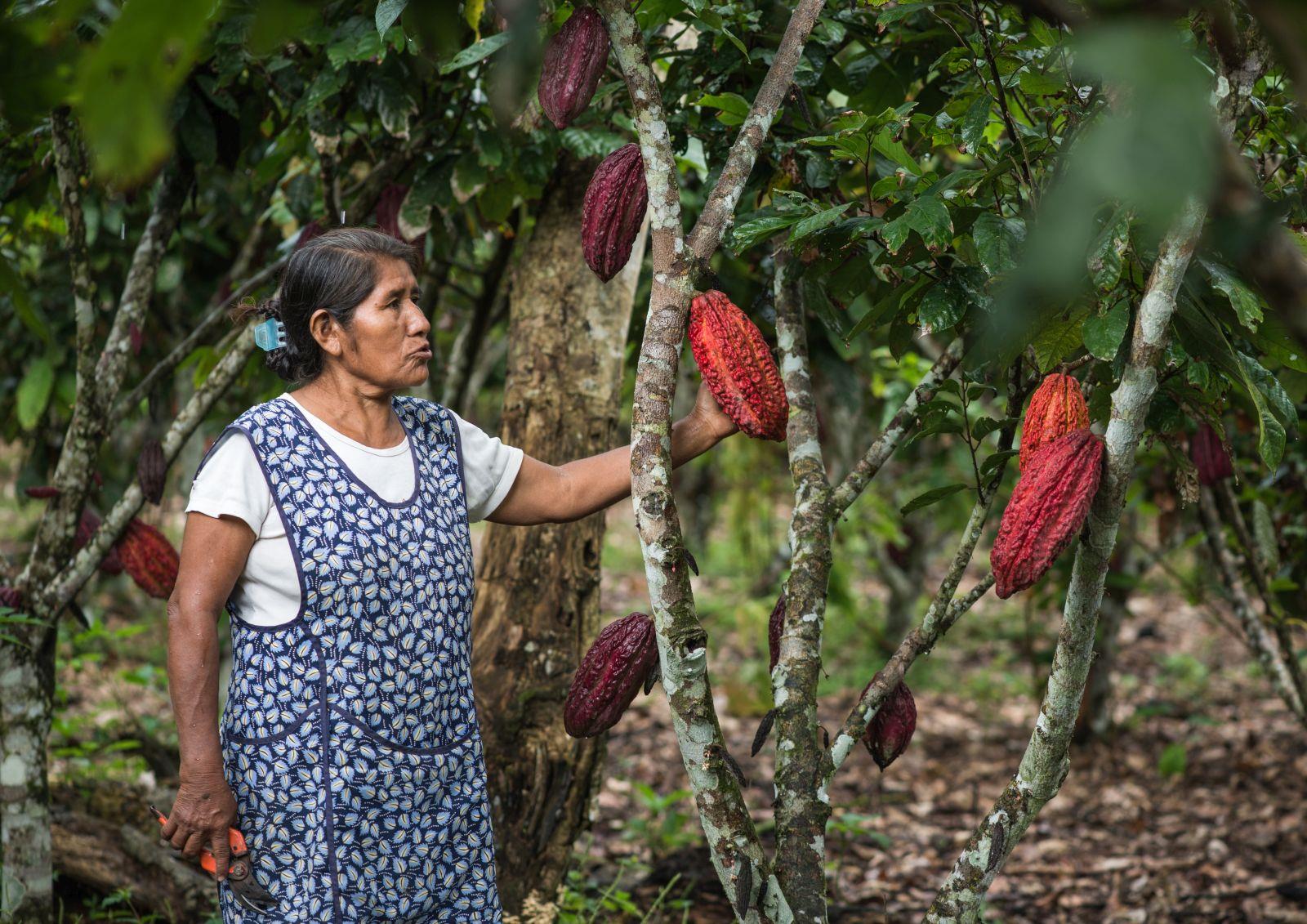 Peru: Kakaopflanzung im Regenwald