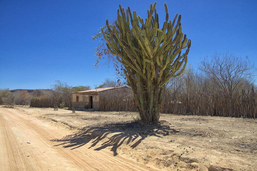 Kaktus vor einem Haus in trockener Gegend