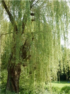 Trauerweide Trauerweide