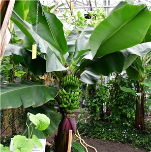 Bananenstaude im Tropenhaus