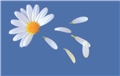 Logo Blume