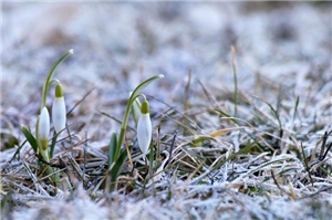 Das Foto zeigt Schneeglöckchen auf frostigem Gras.