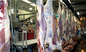 Eine Verarbeitungshalle einer Fleischerei in der an Haken hängende Tierkörper von einigen Arbeitern verarbeitet werden