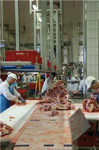 Einige Arbeiter in Schutzkleidung stehen an einem Fließband einer Fleischfabrik und verarbeiten Fleischstücke