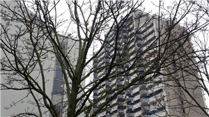 Die Aufnahme eines Plattenbaus im Stadtteil Köln-Chorweiler, bei der das Gebäude durch die Äste eines Baums teilweise verdeckt wird