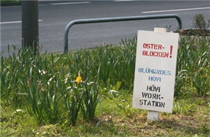 Ein Beet mit Osterglocken am Straßenrand mit weißem Hinweisschild der Aktion 