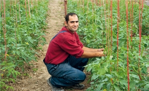 Ein Mitarbeiter kniet auf einem Feld vor einem Tomatenbeet
