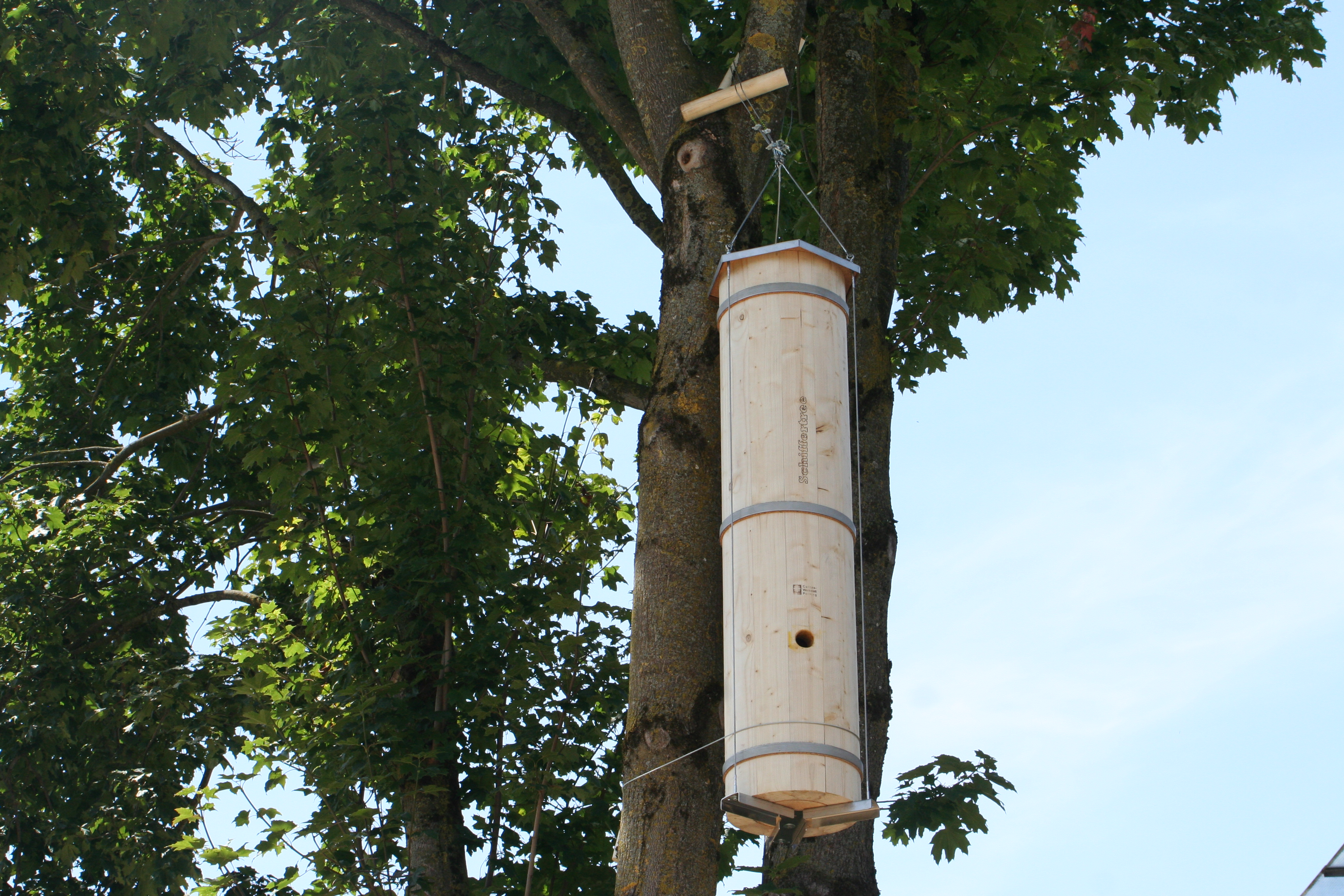Schiffer Tree