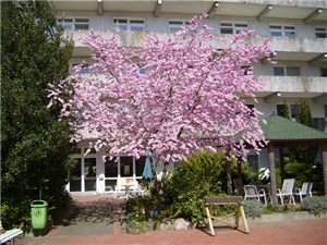Rosa blühender Kirschbaum im Innenhof von St. Vincenz
