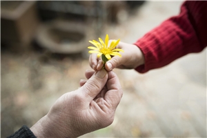Zwei Hände: ältere Hand reicht Kinderhand eine gelbe Blume