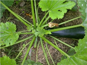 Zucchini im Gemeinschaftsgarten Bunte Flora