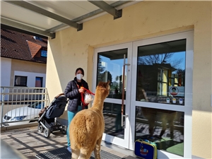 Alpakahengst Filo besucht den Kindergarten Morgenstern in Mörstadt