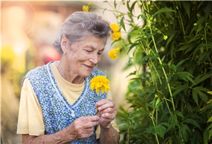 eine Seniorin mit blaubunter Kittelsch�rze riecht an einer gelben Blume in der Hand