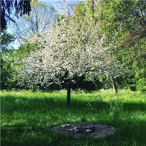ein weiß blühender Baum auf einem Gartengrundstück