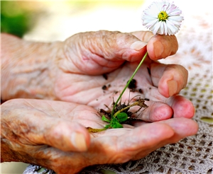 zwei Hände einer Seniorin halten ein Gänseblümchen