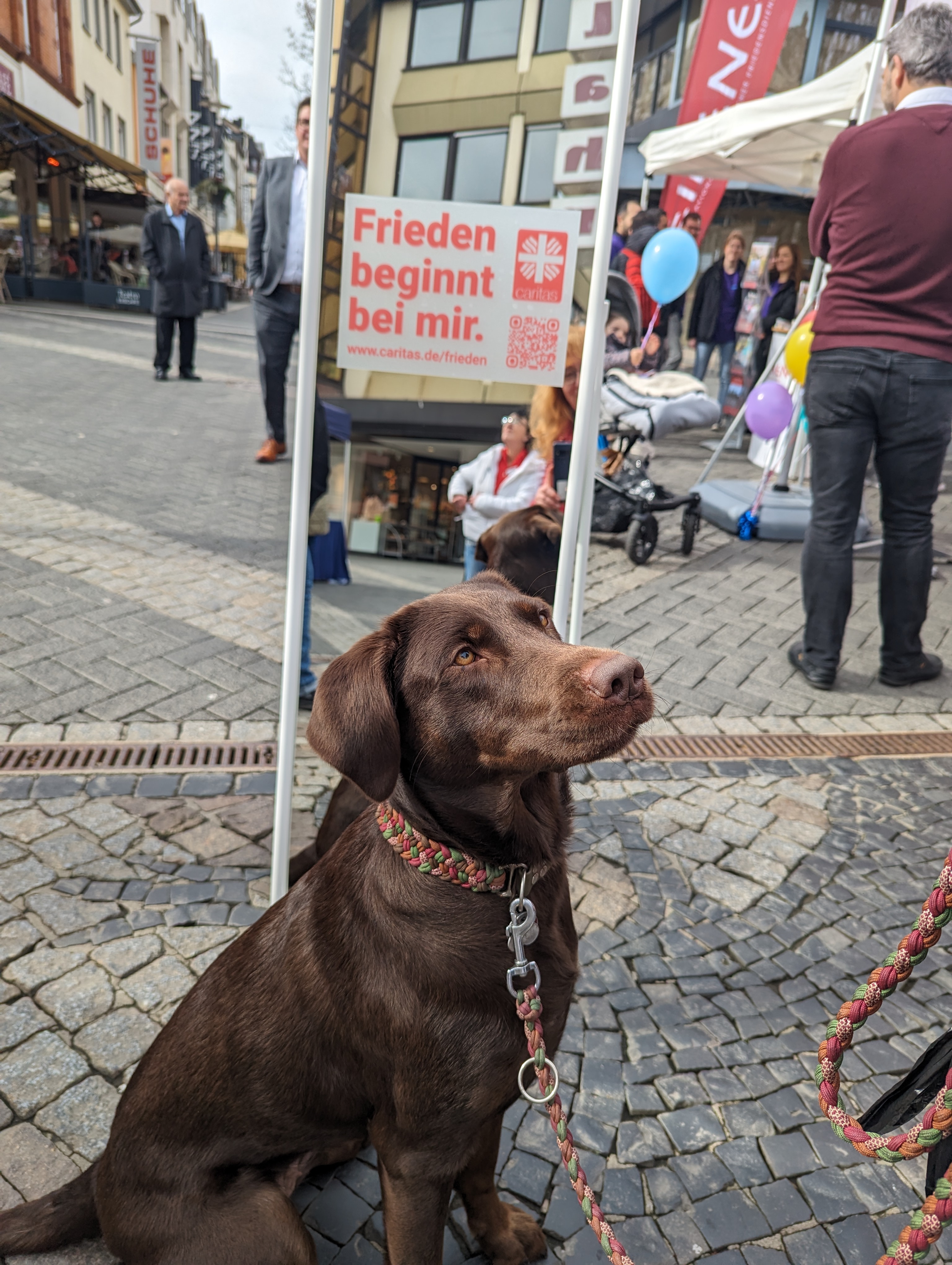 Aktion auf dem Neuwieder Marktplatz -Hund