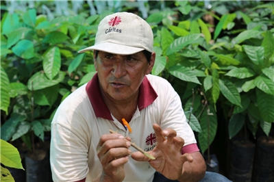 Peruanischer Kakaobauer vor Kakaopflanzen mit einem Setzling in der Hand.