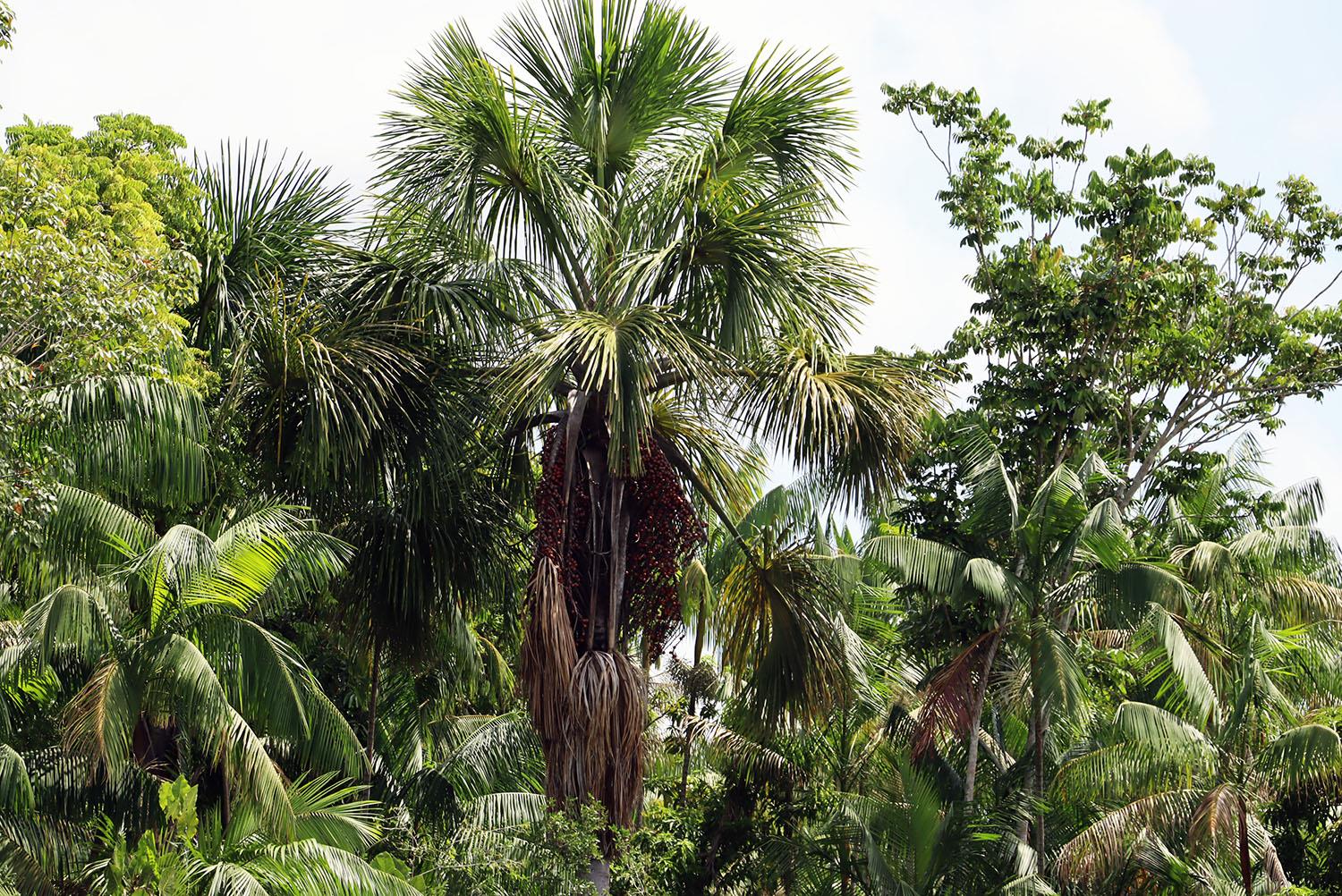 Brasilien - 003 - Weg_Regelwald_Palme