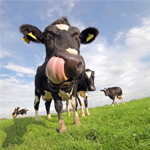Kuh schleckt sich die Zunge