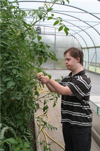 Wie sehen einen Arbeiter im Gewächshaus, der eine Tomatenpflanze pflegt.