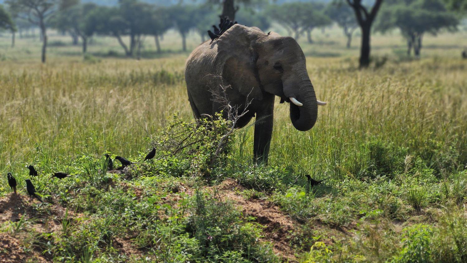 Elefant von vorne