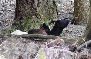 Zwei Ziegen versteckt im Wald auf dem Geländer der Fortbildungs-Akademie