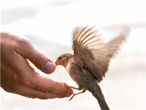 Vogel auf Menschenhand