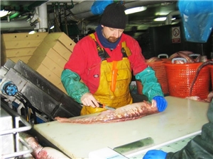 Ein Mann steht an einem Arbeitstisch. Er nimmt einen vor ihm liegenden Fisch aus.