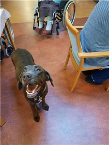 Hund im Speiseraum Hund im Speiseraum