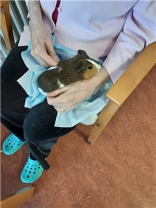 Meerschwein Meerschwein