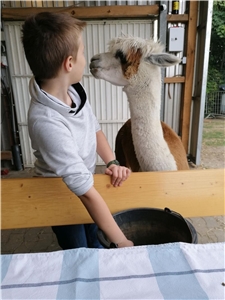 Pflegefamilien besuchen Alpakas