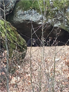 Ein Bär schaut aus seiner Höhle heraus