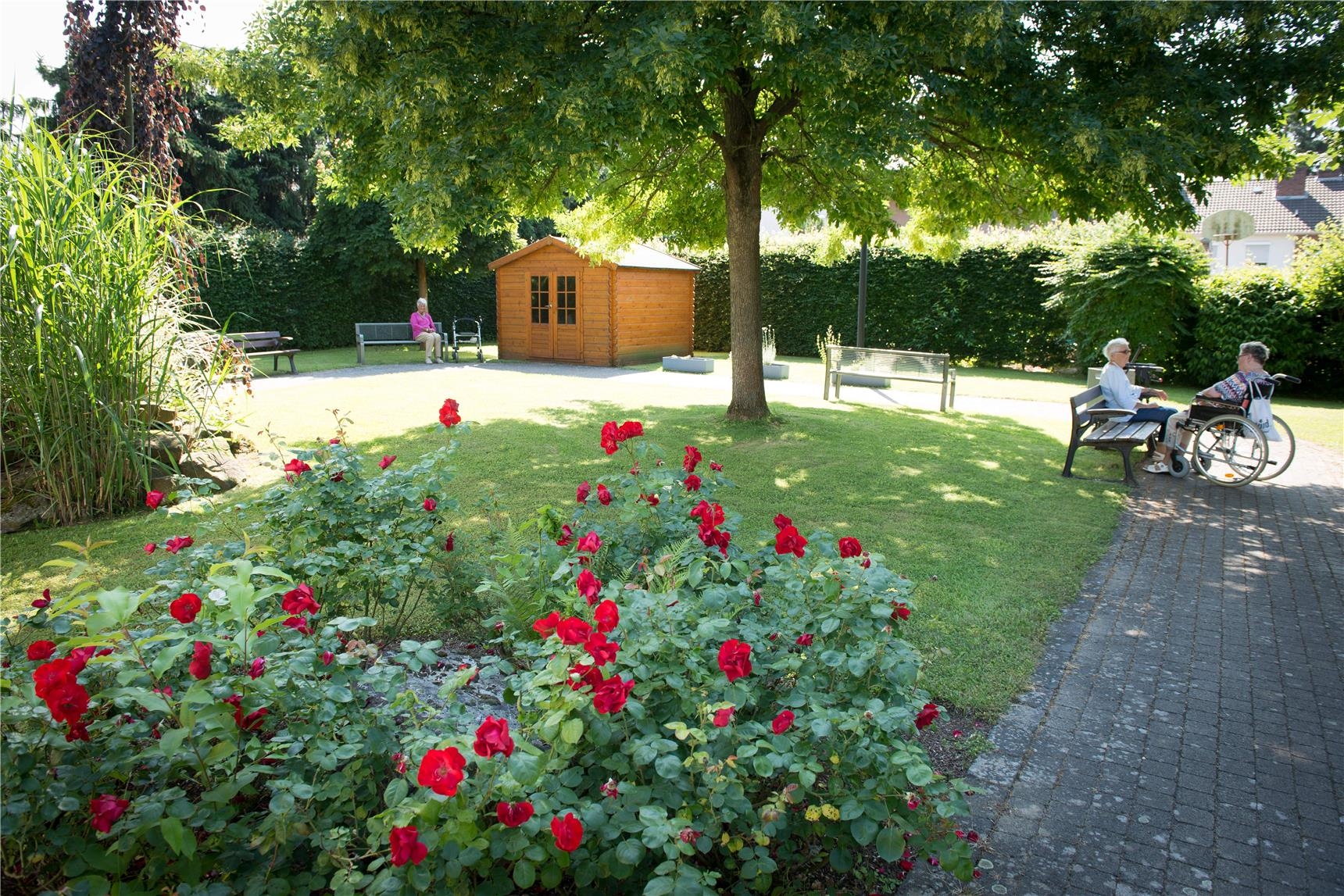Eine Gartenaufnahme mit einem Rosenbusch im Vordergrund (Udo Keus)