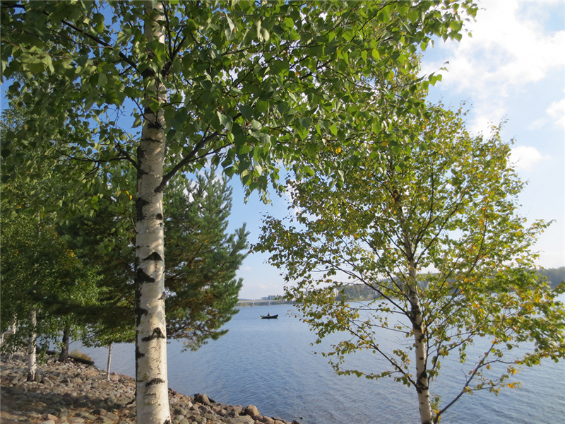 Ein See in Jyväskylä auf dem ein kleines Boot zu sehen ist. Im Vordergrund befinden sich einige Bäume.  (Irmgard Handt)