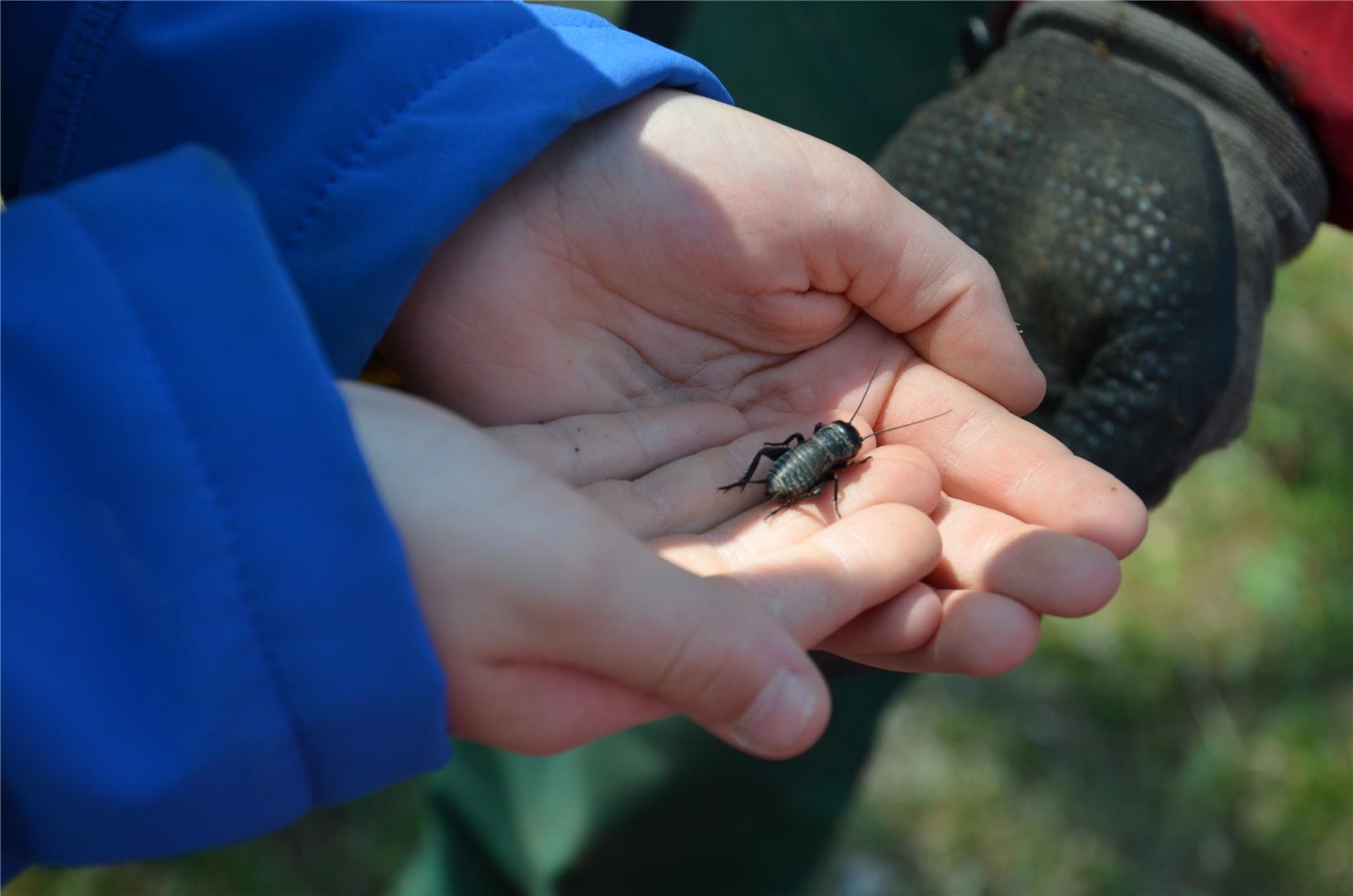 ein Kind hält einen Käfer in der Hand (Kinderstiftung Ulm/Donau-Iller)