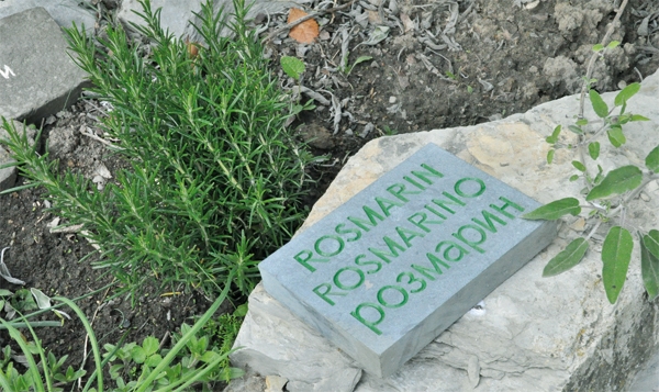 Ein Strauch Rosmarin mit einem Hinweisschild in mehreren Sprachen (Jürgen Sauer)