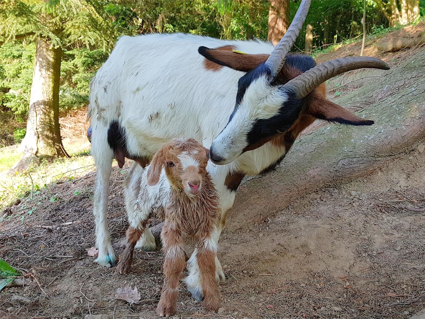 Ziegenbaby mit Mama