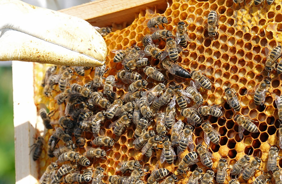 Ein in einem Schutzhandschuh gehüllter Finger deutet auf ein Rähmchen mit Bienen und Honig (Foto: Thomas Hohenschue)