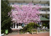 Blühender Baum im Innenhof 